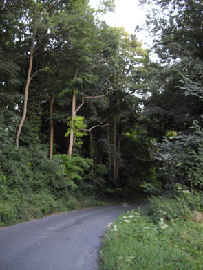 La forêt de Rocquemont (Luzarches)